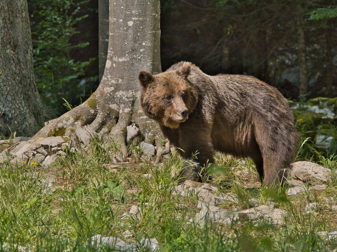 Slovenian Bears-Stari Trg pri Lozu必去景点