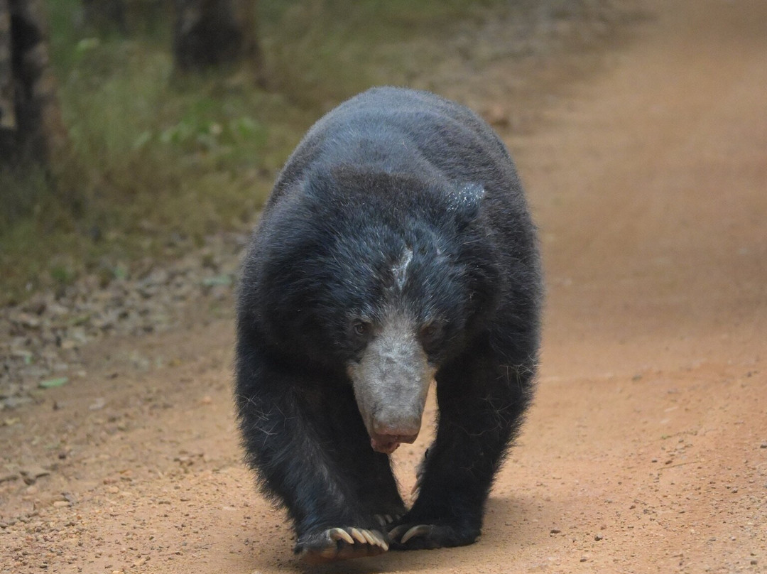 Wilpattu Safari Jeep-Wilpattu National Park必去景点