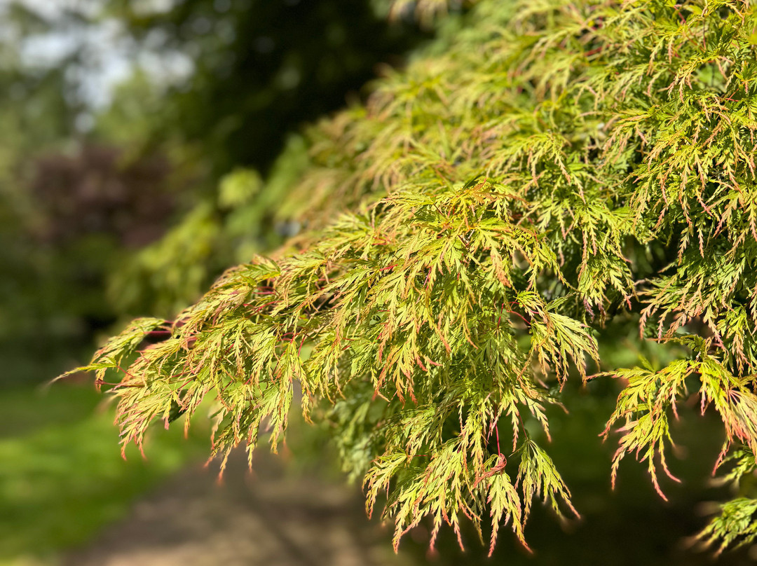 Westonbirt Arboretum-泰特伯里必去景点