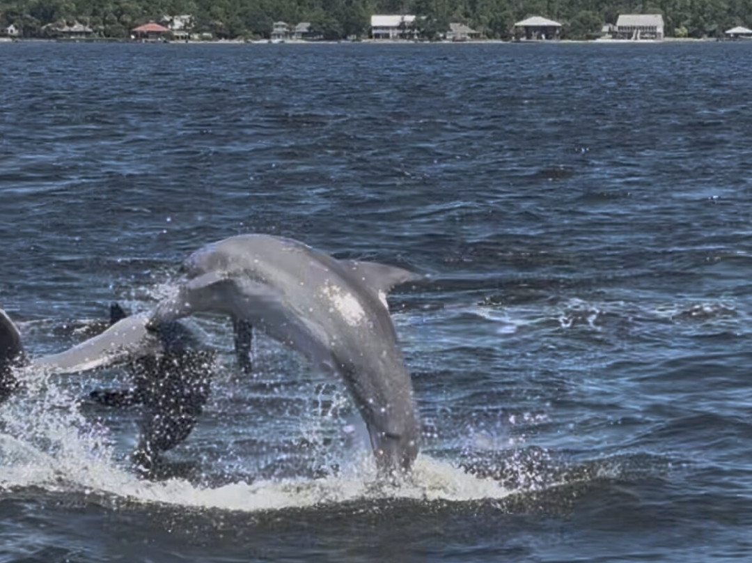 Dolphin Tales-橙色海湾必去景点
