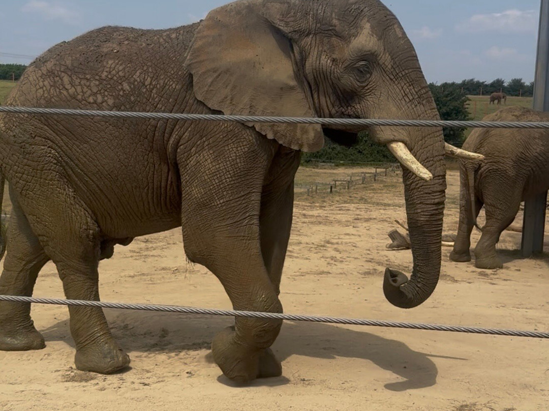 Noah's Ark Zoo Farm-Wraxall必去景点