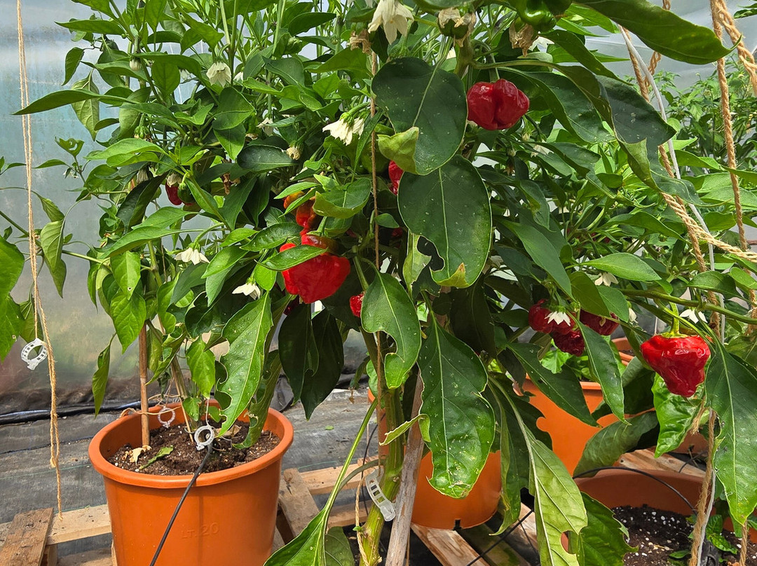 Edible Ornamentals-Chawston必去景点