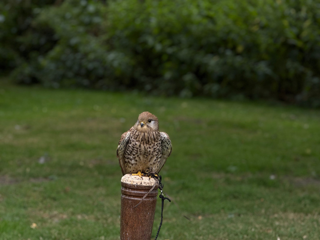 National Centre For Birds Of Prey-赫尔姆斯利必去景点