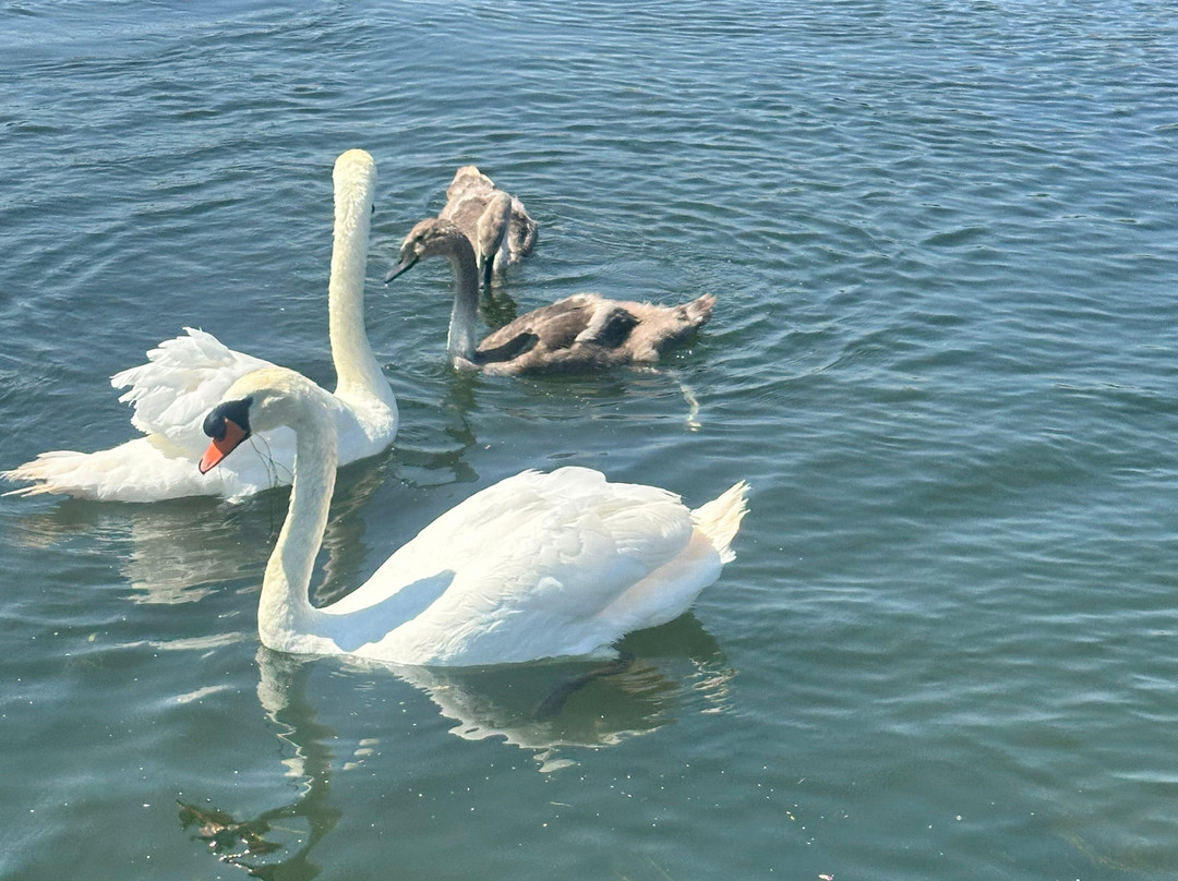 Cotswold Boat Hire Ltd-Buscot必去景点