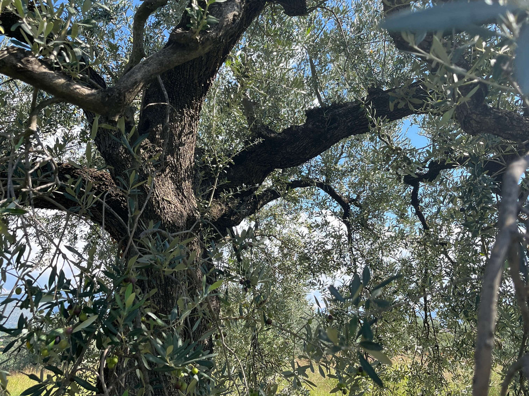 Olio Petrucci | Bio Sabina Dop-Fara in Sabina必去景点