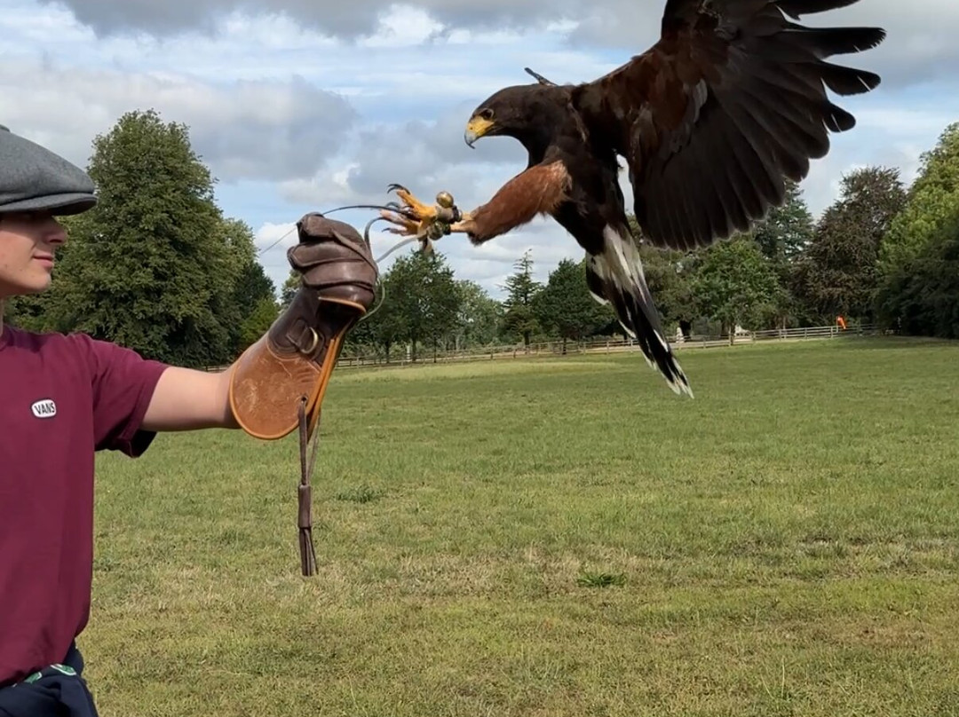 Hawkeye School of Falconry-基尔肯尼必去景点