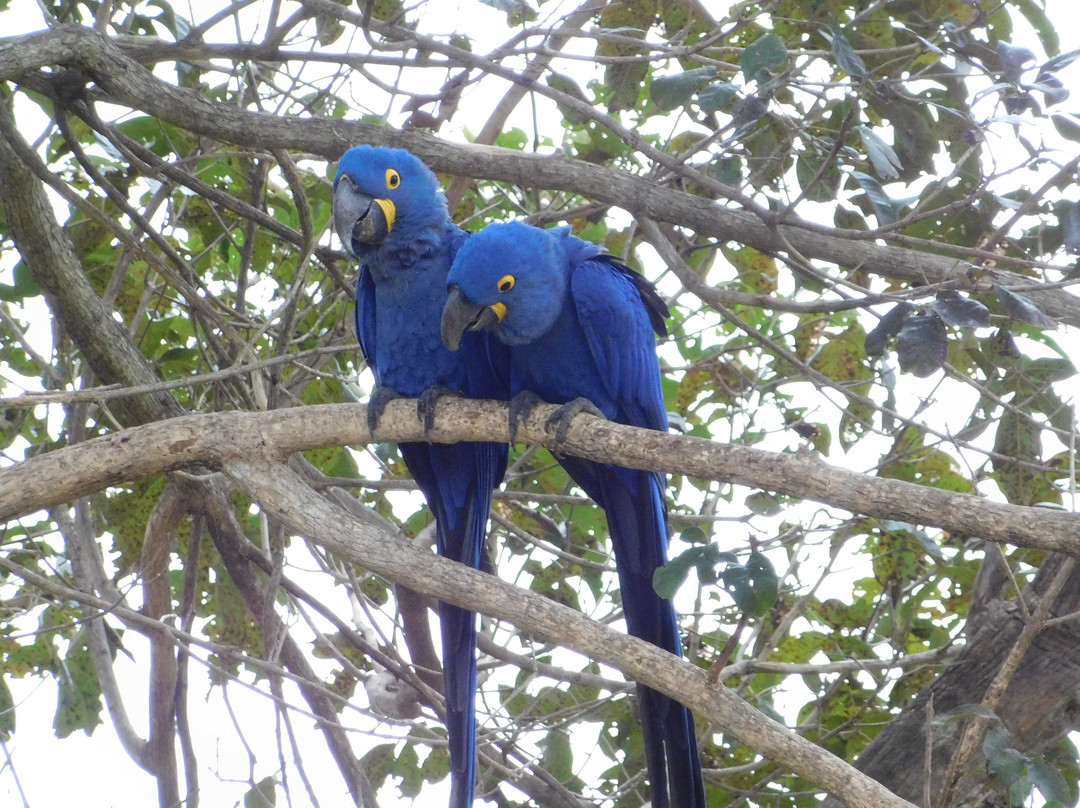 Pantanal Jaguar Safaris-Chapada dos Guimaraes必去景点