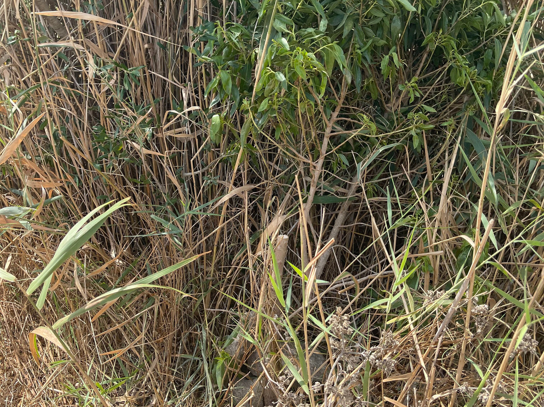 Hipica Mangueta-贝赫尔－德拉弗龙特拉必去景点