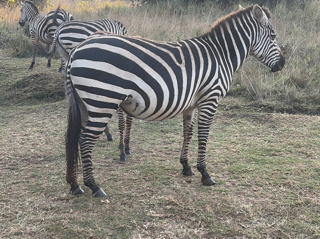 Kilitanzania Pride Tours and Safaris-阿鲁沙必去景点