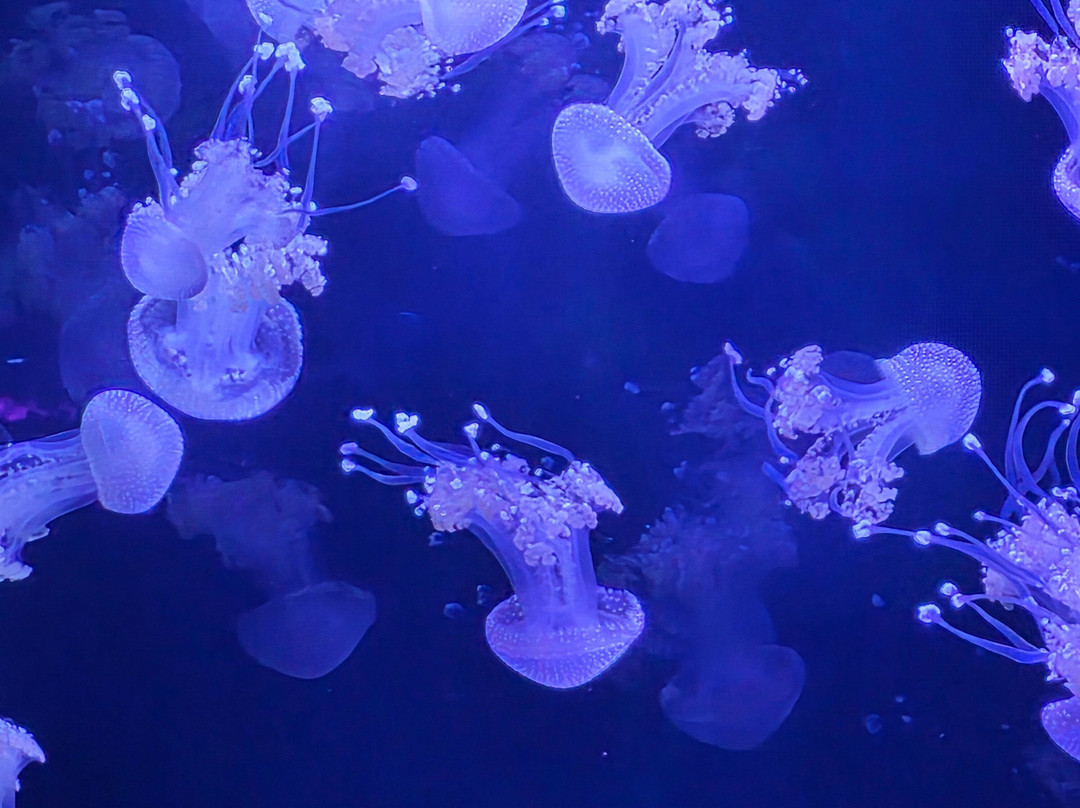 Jellyfish Museum-庞帕诺比奇必去景点
