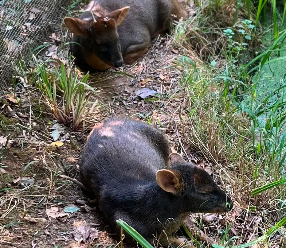 Réserve Zoologique De Calviac-Calviac-en-Perigord必去景点