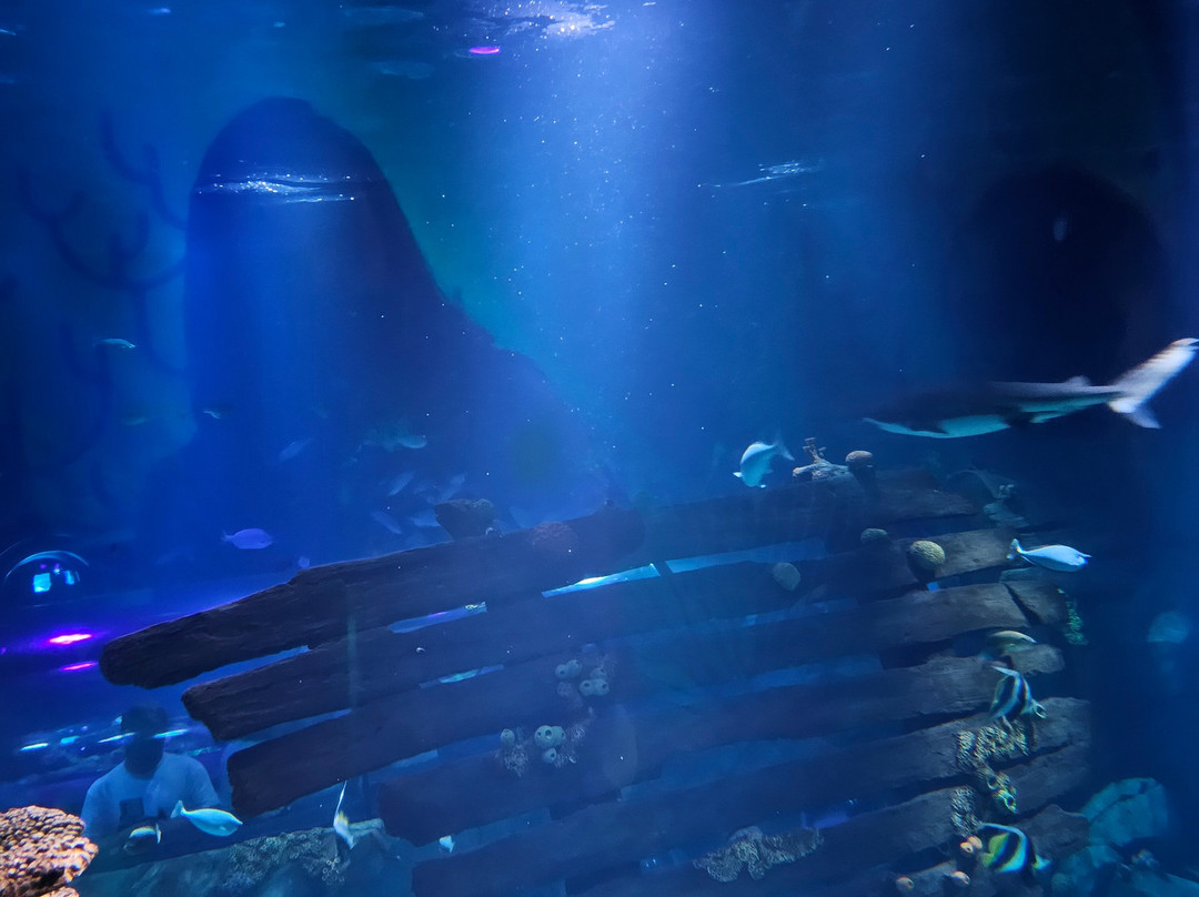 SEA LIFE Konstanz-康士坦茨必去景点