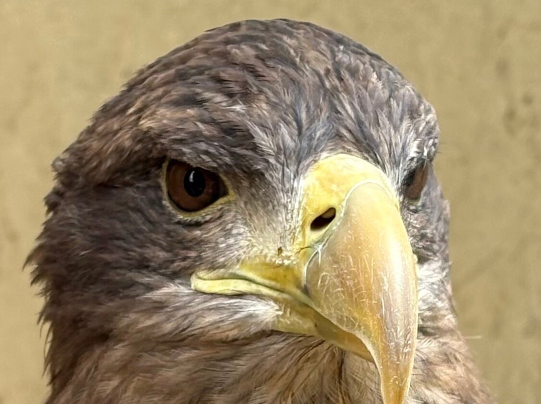 National Centre For Birds Of Prey-赫尔姆斯利必去景点