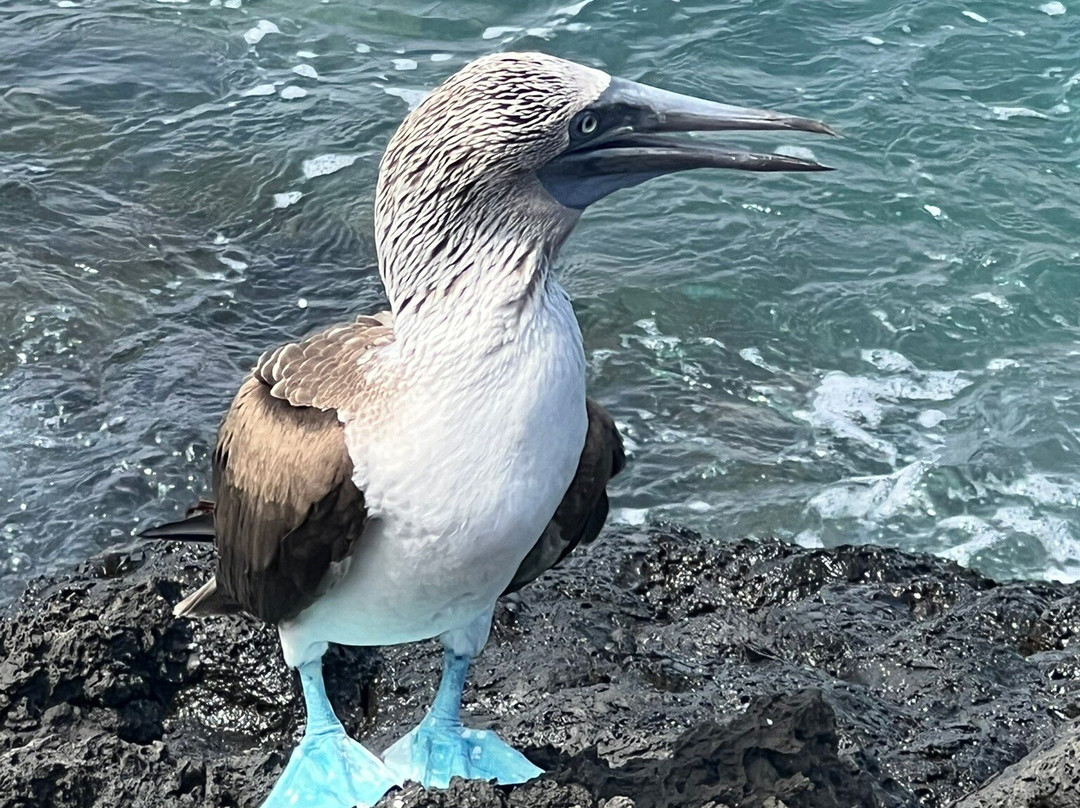 Eco-Challenger Galapagos Tour Agency-圣克里斯托瓦尔必去景点