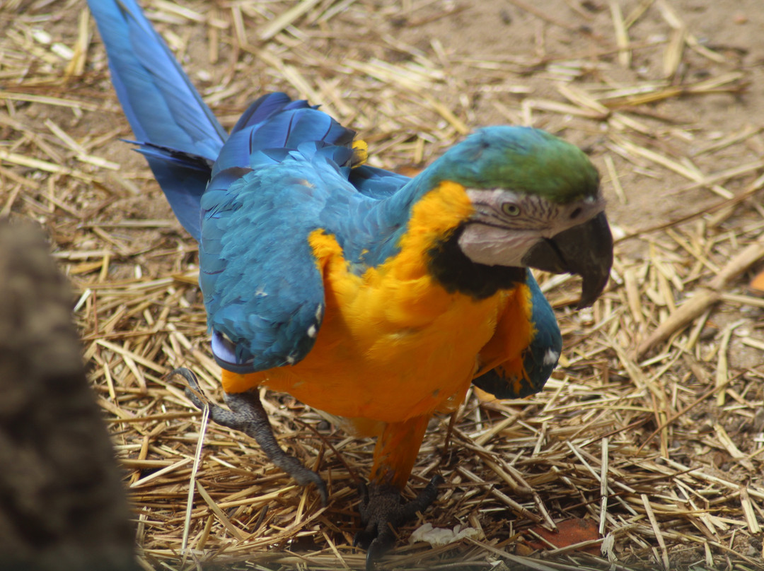 Badoca Safari Park-Santiago do Cacem必去景点
