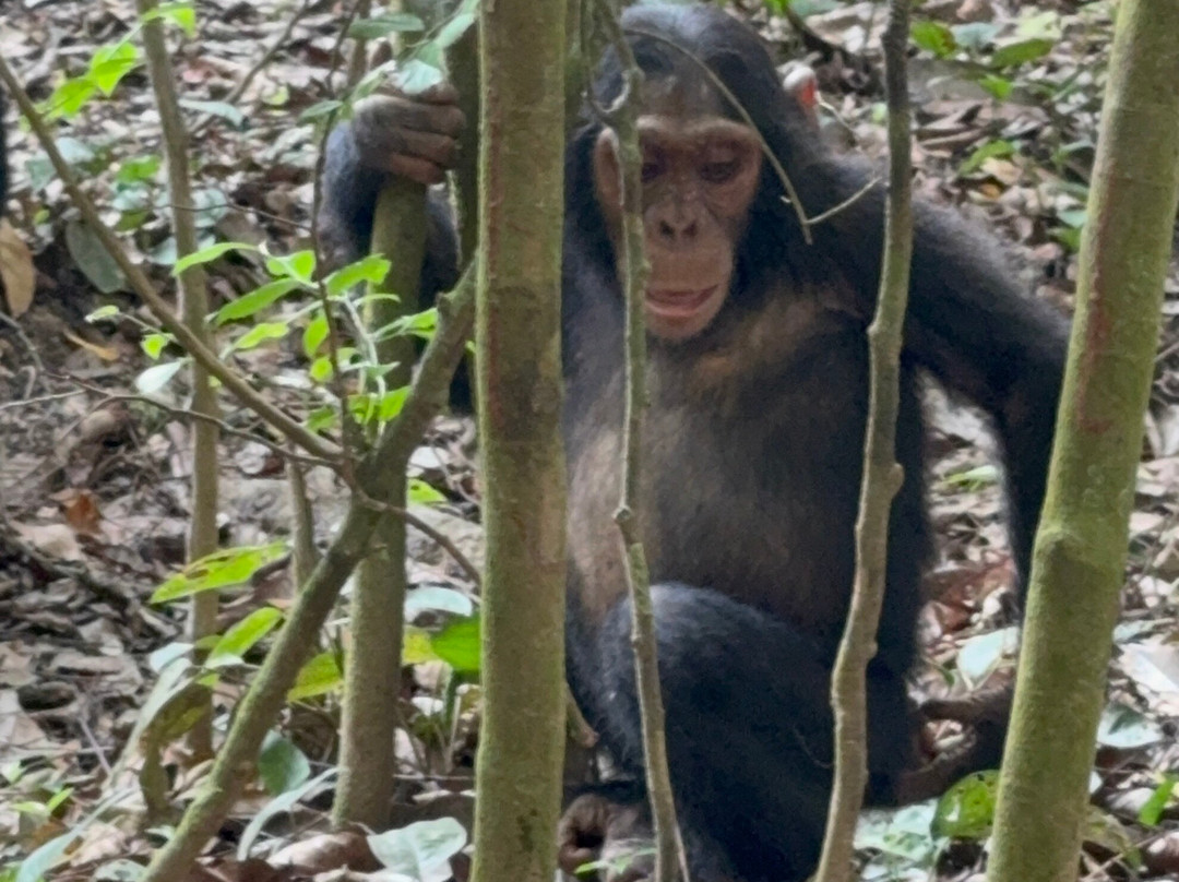 Kyambura Game Reserve (Kyambura Gorge)-伊丽莎白女王国家公园必去景点