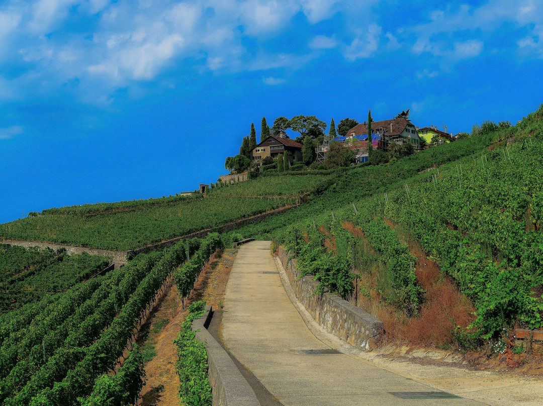 Lavaux Vineyard Terraces-居利必去景点