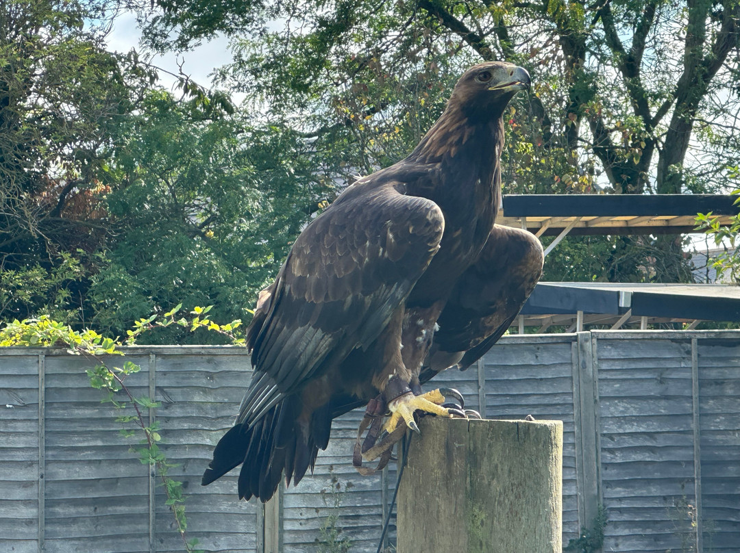 Baytree Owl and Raptor Centre-Spalding必去景点
