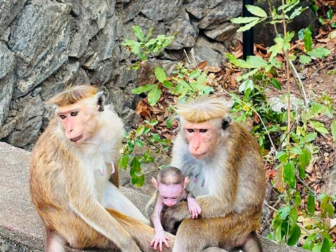 Sri Lankan Triptip - Explore the Island-Kamburugamuwa必去景点