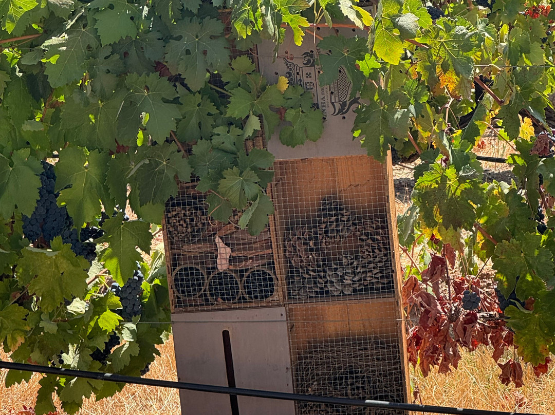 Joao Portugal Ramos Wines-Estremoz必去景点