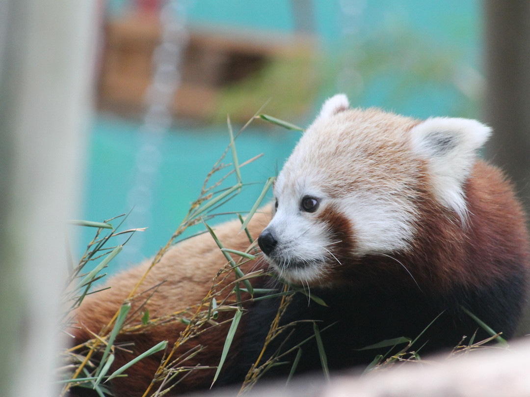 Banham Zoo-Banham必去景点