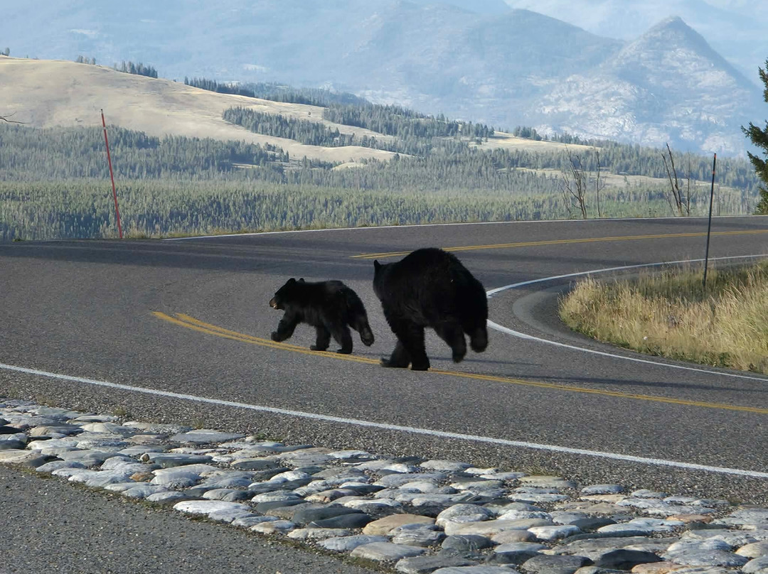 Yellowstone Wild-加德纳必去景点
