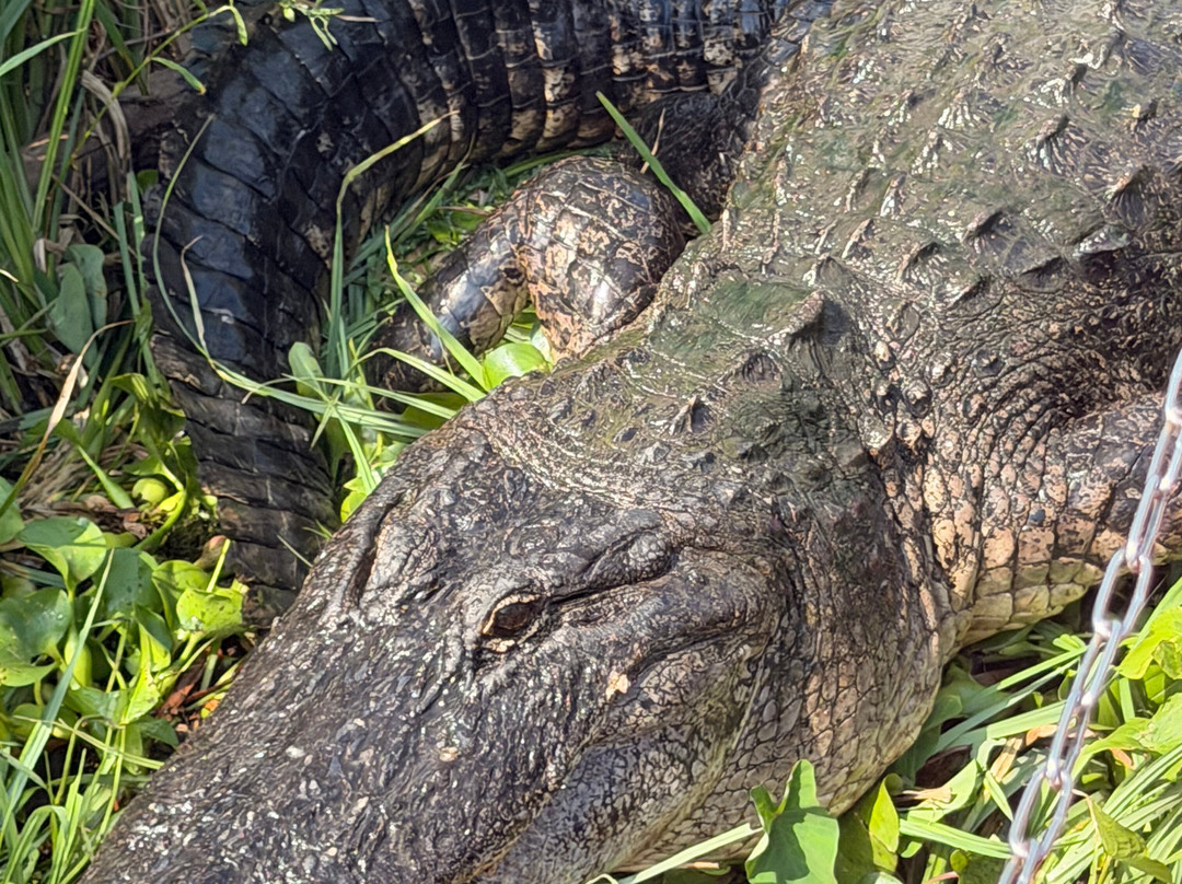 New Orleans Airboat Tours-Marrero必去景点