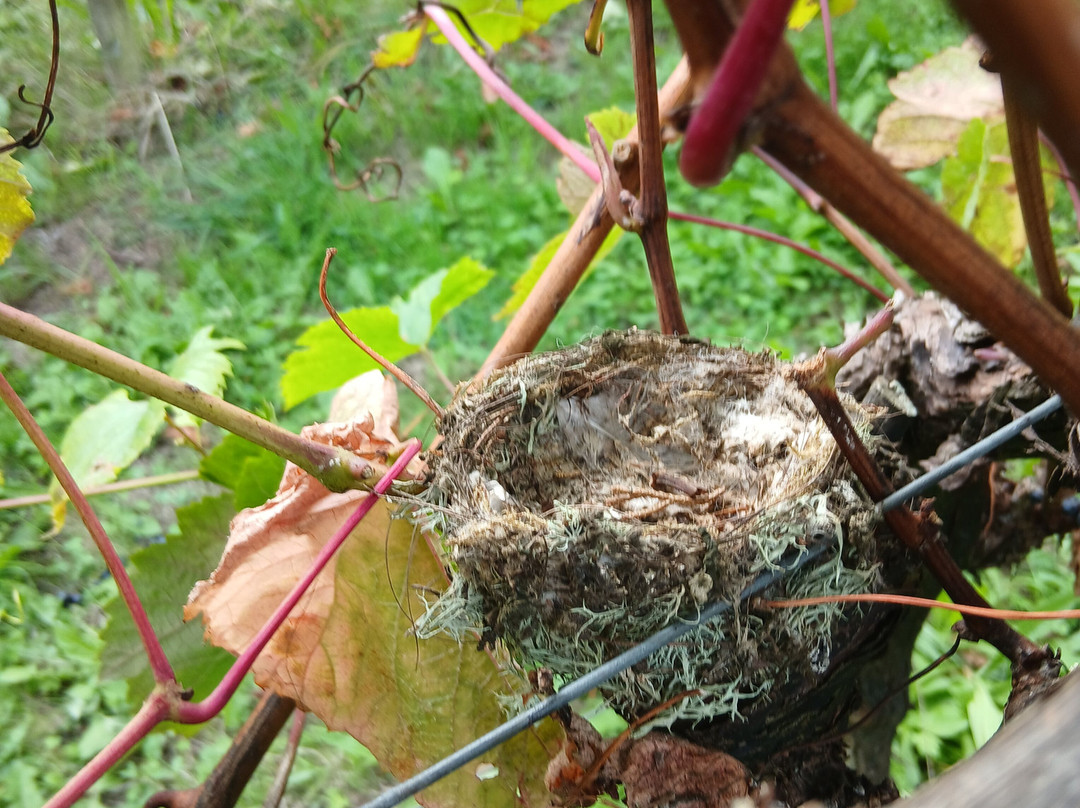 Polgoon Vineyard-彭赞斯必去景点