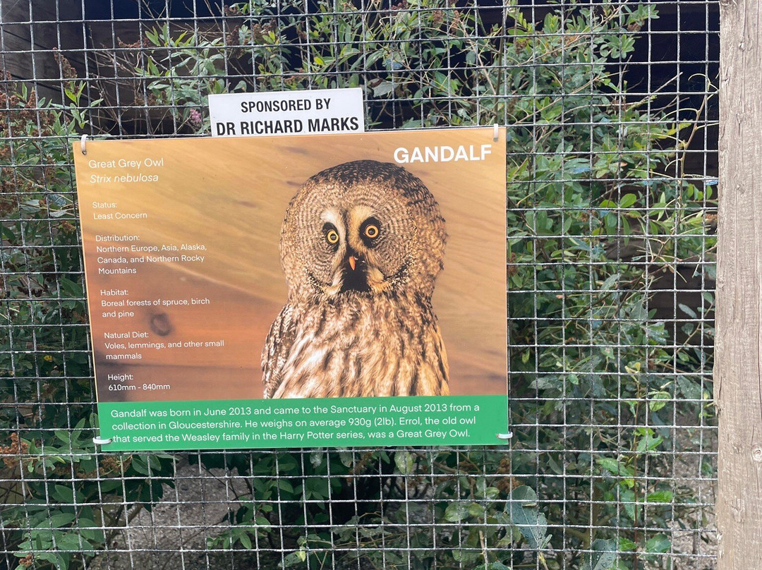 Screech Owl Sanctuary & Animal Park-St Columb Major必去景点