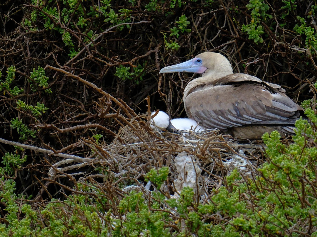 Eco-Challenger Galapagos Tour Agency-圣克里斯托瓦尔必去景点