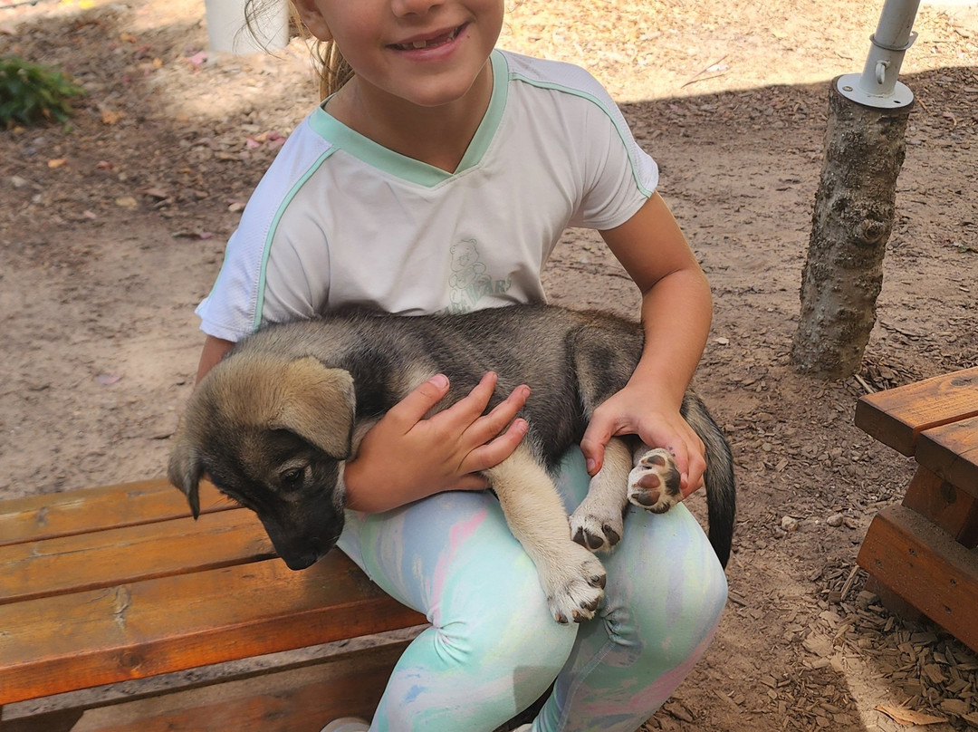 MIDOG - Michigan's Summer Sled Dog Center