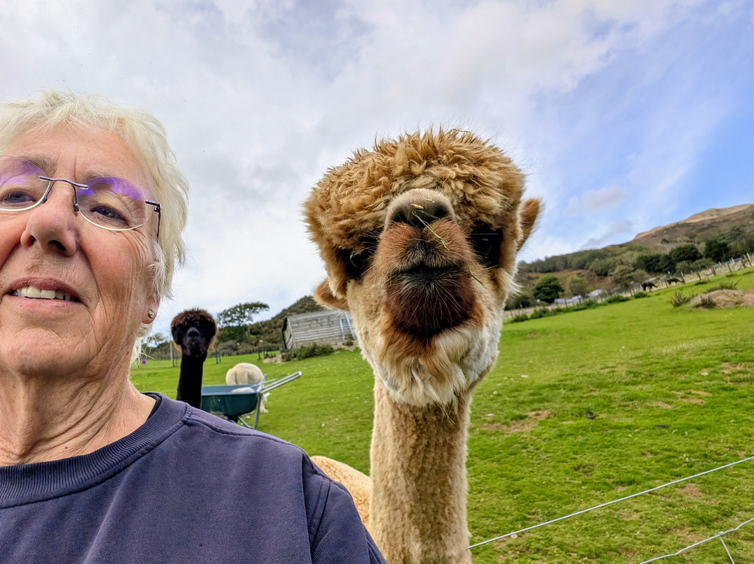 Antur Alpaca At Geufron Farm