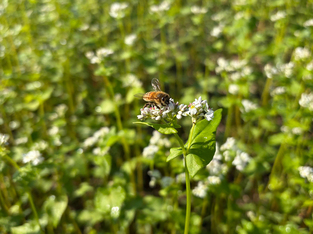 Dry Creek Beekeeping-Elizabeth必去景点