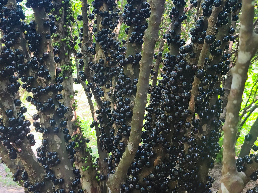 Vinicola Jabuticabal-Hidrolandia必去景点