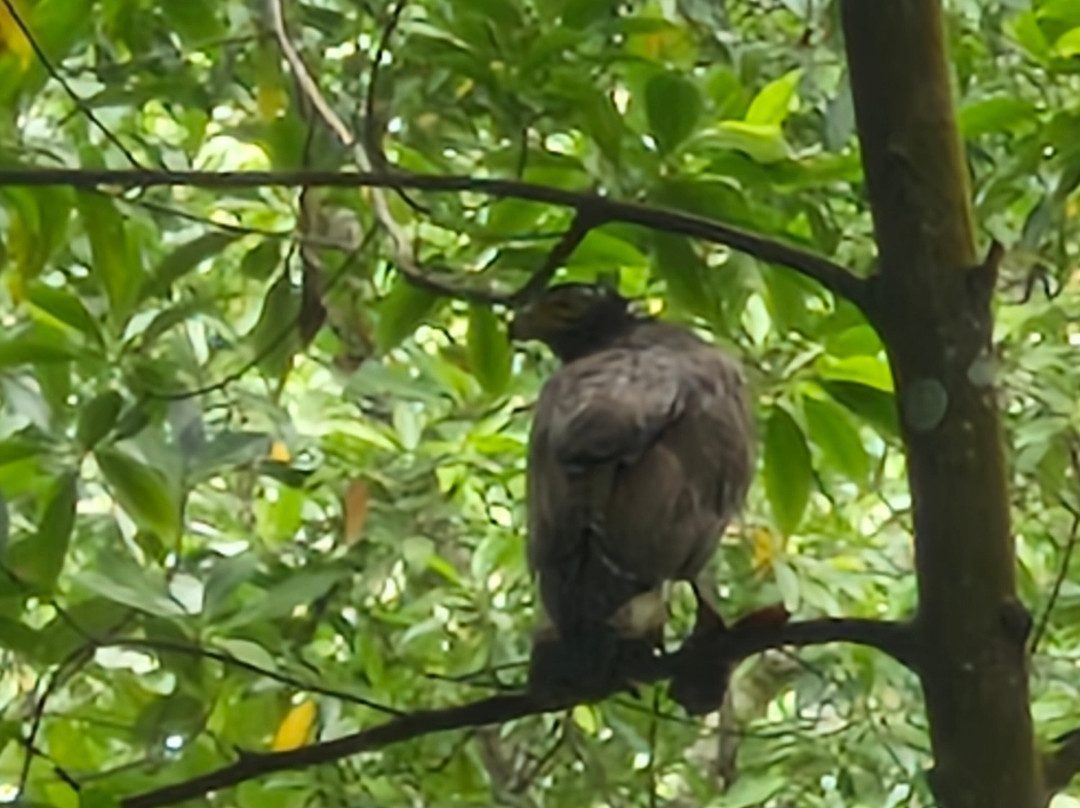 Matang Mangrove Forest Reserve-Kuala Sepetang必去景点