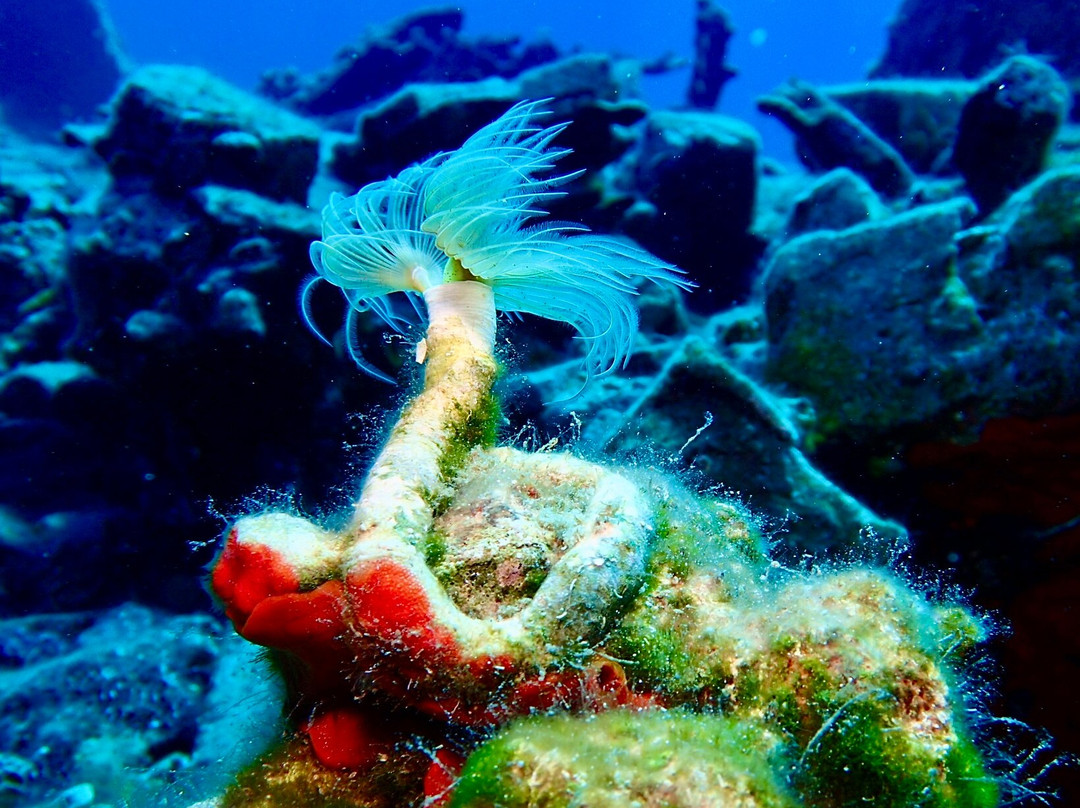 Diver's Club Crete-阿希亚贝拉希亚必去景点