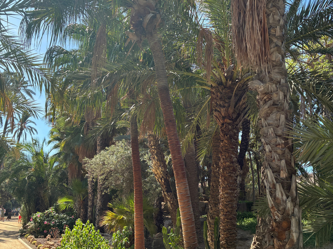 Parque El Palmeral-阿利坎特省必去景点