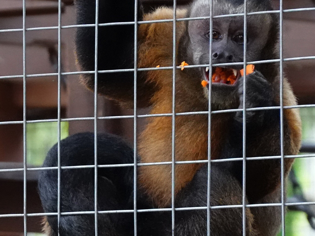 Chase Animal Sanctuary-Webster必去景点