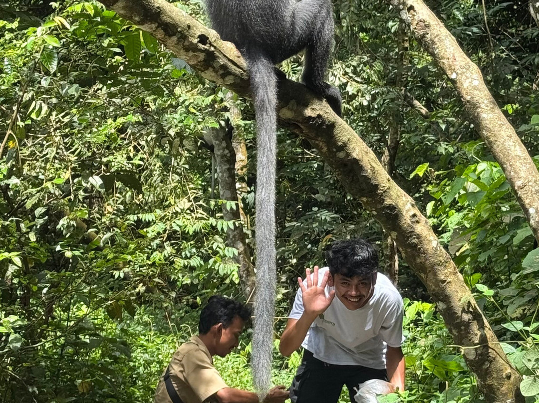 Sumatra Tour Adventures-武吉拉旺必去景点