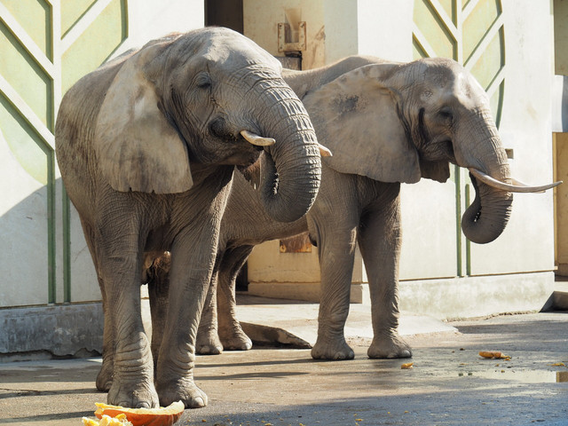 熊本市景点kumamoto City Zoological And Botanical Gardens旅游攻略 点评 地址 门票 开放时间 熊本市景点旅游景点推荐 全球游客点评 Tripadvisor 猫途鹰