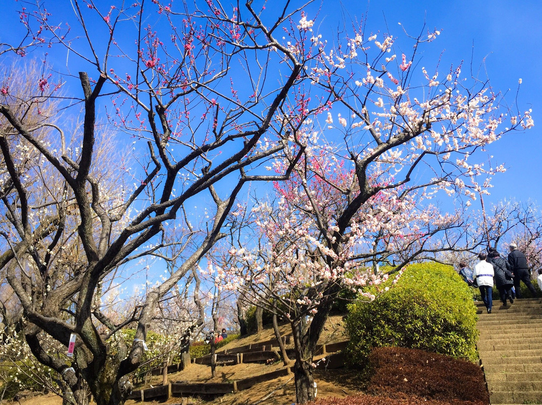 Hanegi Park景点图片