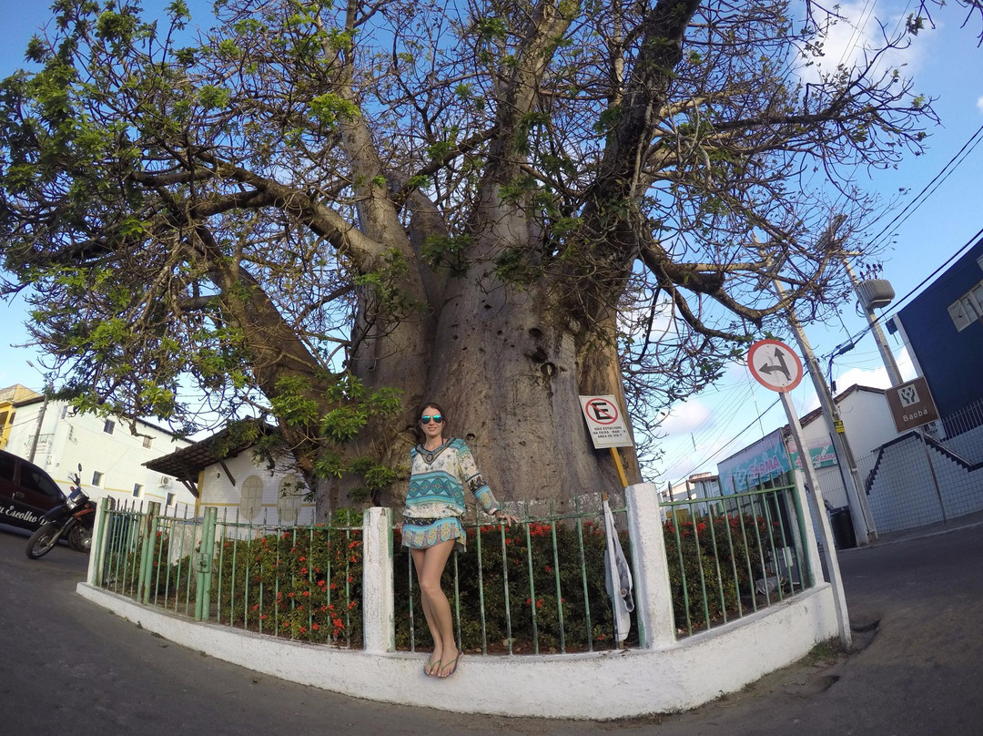 Baoba tree景点图片