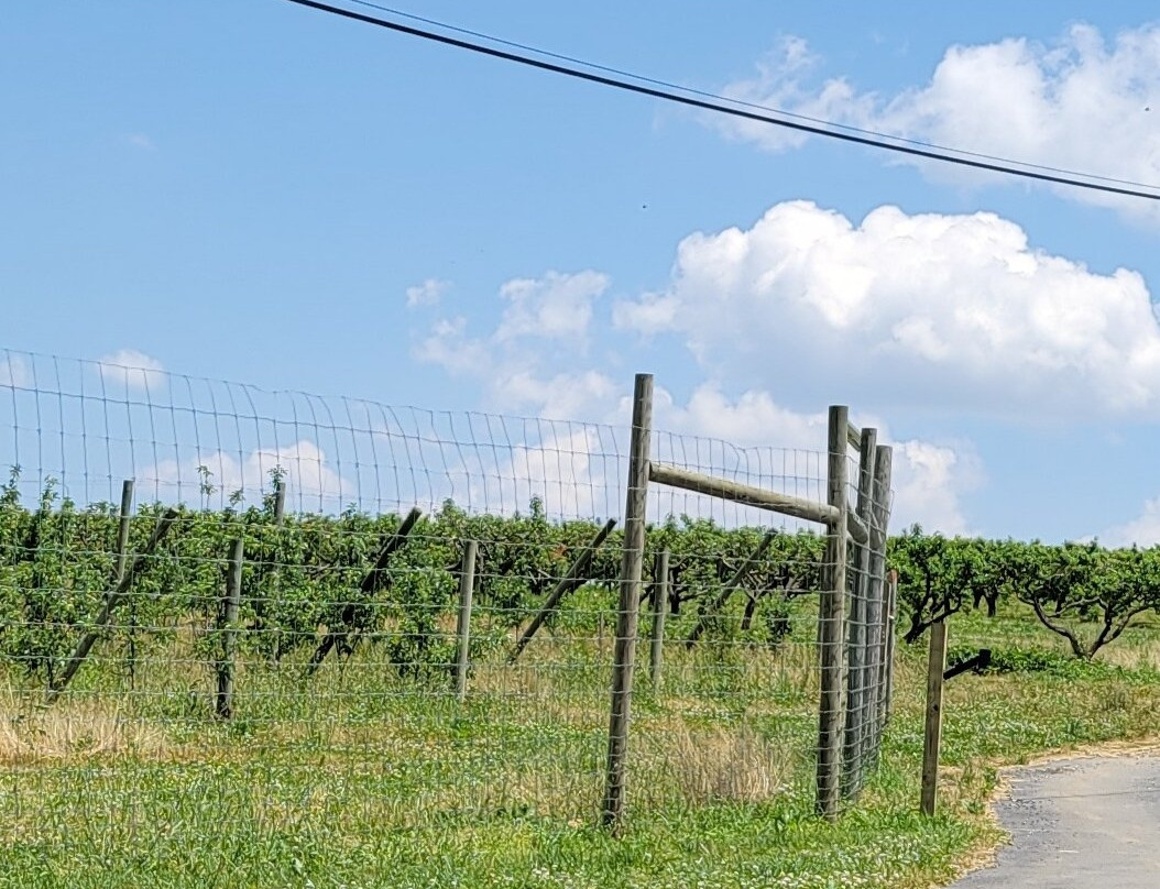 Weber's Peachberry Farm