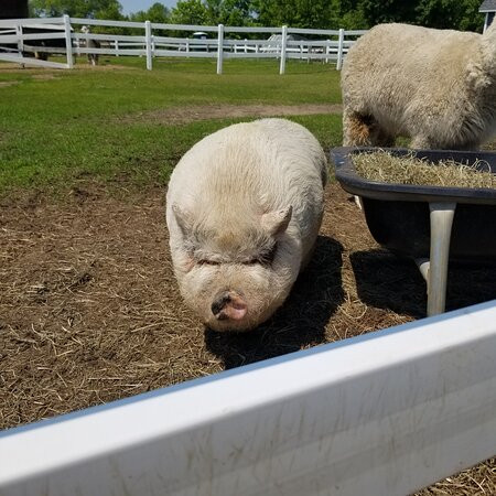 Roaring Acres Alpacas-Suffield必去景点