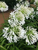 Shoyoen Japanese Garden-达博必去景点