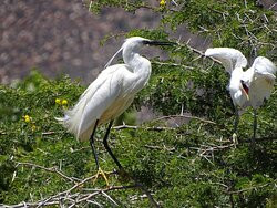 Leidam Bird Sanctuary景点图片