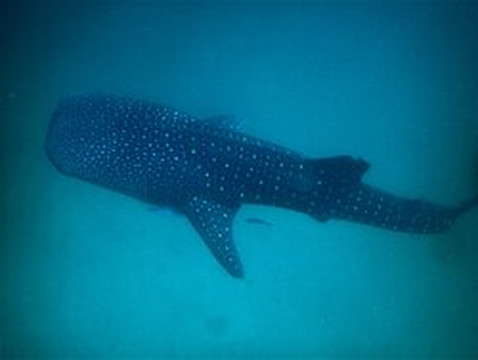 Dolphin Excursions Djibouti-吉布地必去景点