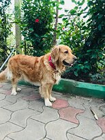 Bird of Paradise Homestay主图