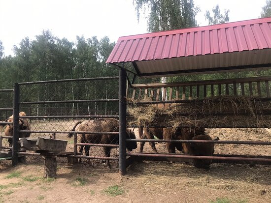 Oksky State Nature Biosphere Reserve-Brykin Bor必去景点