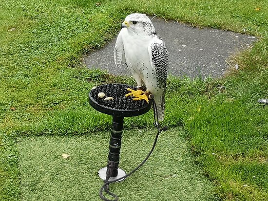 Falconry Ireland景点图片